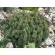Продам саджанець сосни Bozi Dar, горщик С5, продам сосну Божий Дар