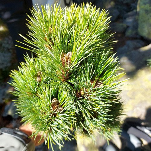 Сосна кедрова Азов продам саджагнець, висота 30-35 см, продам саджанець сосна кедрова Azov