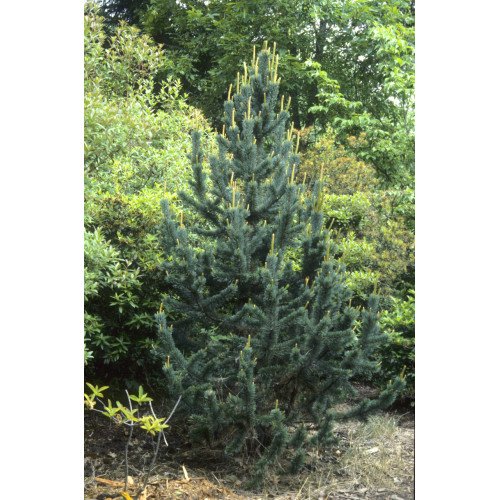 Продам саджанець сосни остистої, висота 25 см, продам сосну остисту