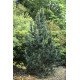 Продам саджанець сосни остистої, висота 25 см, продам сосну остисту