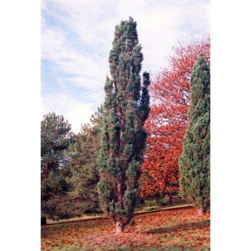 Сосна Fastigiata продам саджанець, висота 50-60 см, продам сосну Fastigiata