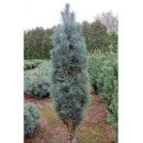 Сосна Глаука Фастігіата продам саджанець, Pinus sylvestris Glauca Fastigiata