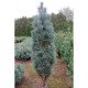 Сосна Глаука Фастігіата продам саджанець, Pinus sylvestris Glauca Fastigiata