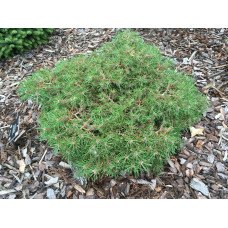 Сосна Joseph Holzbecher продам саджанець, висота 30, продам сосну Joseph Holzbecher