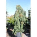 Сосна звичайна Pendula продам саджанець, штамб 40-50 см, Pinus sylvestris Pendula