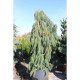 Сосна звичайна Pendula продам саджанець, штамб 40-50 см, Pinus sylvestris Pendula