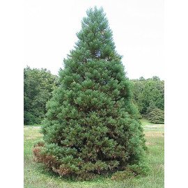 Продам саджанці секвоядендрону гігантського, висот..