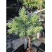 Продам саджанець ялини Papoose, висота 20 см, продам саджанець ялини Папуз