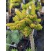Продам саджанець ялини східної Tom Thumb Gold, висота 25-40 см, продам ялину Том Тамб Голд