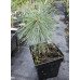 Продам саджанець сосни Niagara Falls, горщик С2, продам сосну Ніагара Фолс