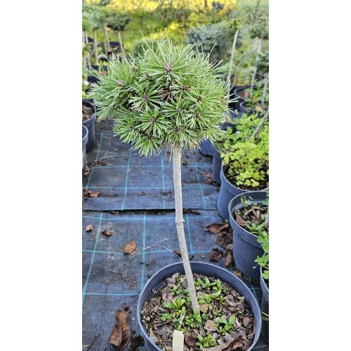 Продам саджанець сосни Sekac, висота 40-50 см, продам сосну Секак