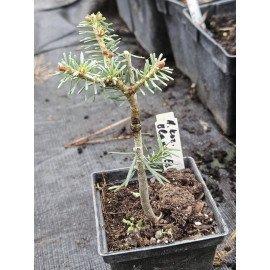 Ялиця Блауер Ескімо продам саджанець, висота 15-20 см, продам ялицю Blauer Eskimo