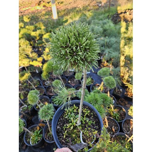 Продам сосну гірську відьміна мітла, продам сосну гірську WB