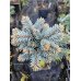 Ялина Блю Перл продам саджанець, висота штамба 30-40 см, продам ялину Blue Pearl