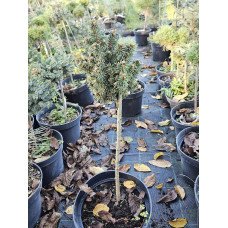 Ялина Мезон продам саджанець, висота штамбу 50 см, продам ялину Maison