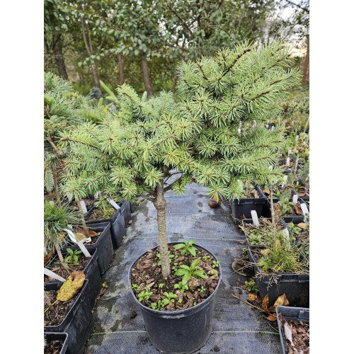 Псевдотсуга Логгерхед продам саджанець, горщик С5, продам псевдотсугу Loggerhead