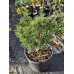 Продам саджанець сосни Mops Sport, висота 30 см, продам саджанець сосни Мопс Спорт