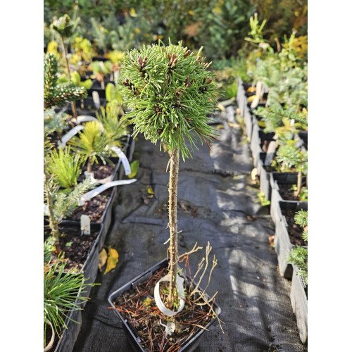 Сосна гачкувата продам саджанець, штамб 35-45 см, карликова форма, відьміна мітла WB