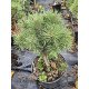 Сосна гірська WB продам саджанець відьміна мітла, горщик С5, продам саджанці сосни гірської