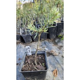 Ялиця Schubert продам саджанець, висота 30 см, продам саджанець ялиці Schubert