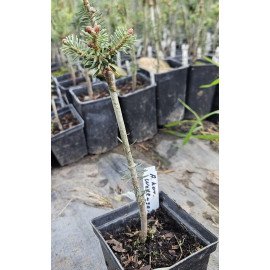 Ялиця Велленсейд продам саджанець, штамб 30-40 см, продам ялицю Wellenseid